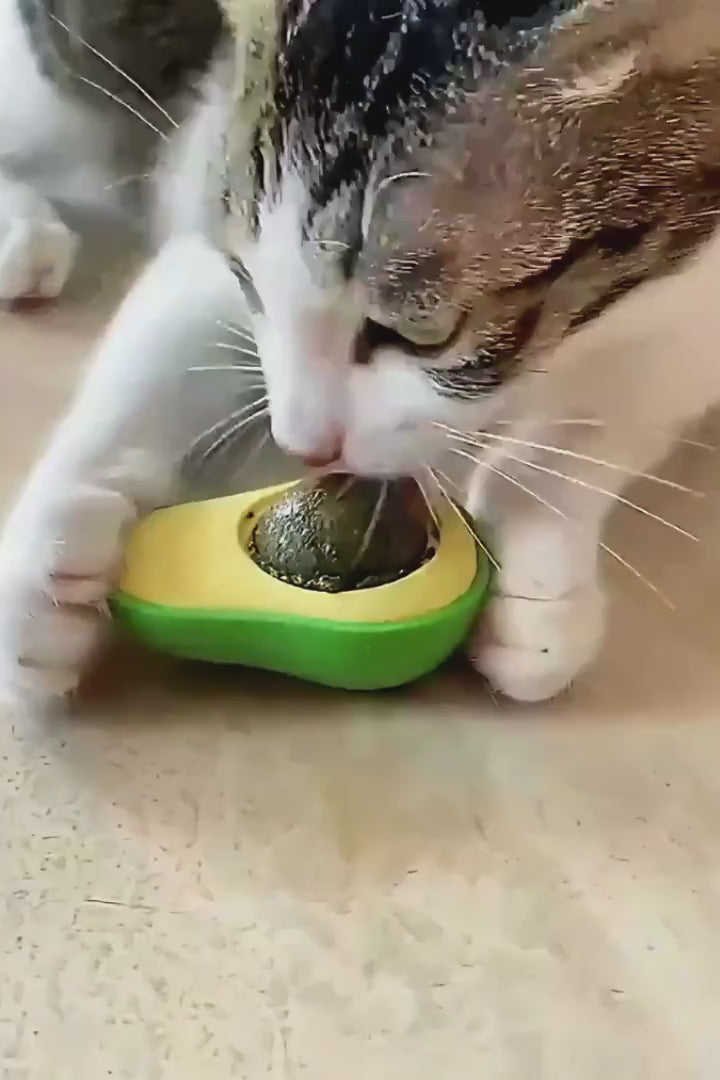 Catnip Aguacate Hierba Gatos Set X 3